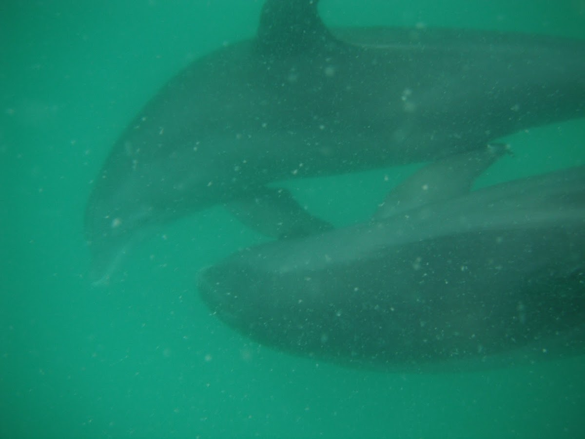 Bottlenose dolphin