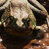 Greenfrog