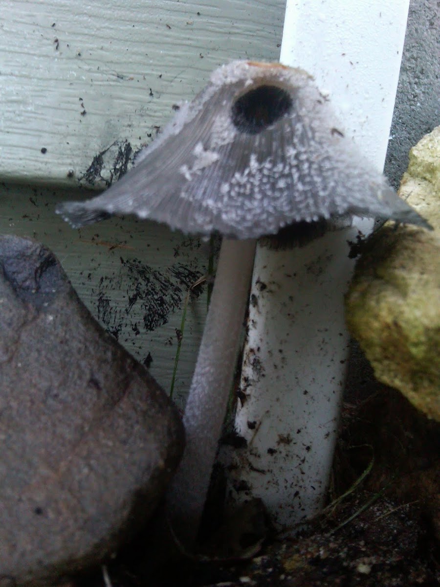 Ink Cap Mushroom