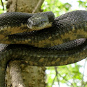 Western rat snake