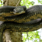 Western rat snake