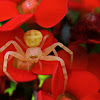 Flower Spider