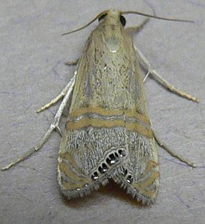 Necklace Veneer moth