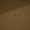 Cellar Spider