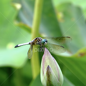 Graceful Dragon by Jennifer Wheatley-Wolf - Animals Insects & Spiders