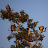 White-backed Vulture