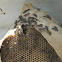 Avispa - Paper Wasp