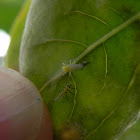 Lady bug Larvae