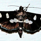 White-Headed Grape Leaffolder Moth