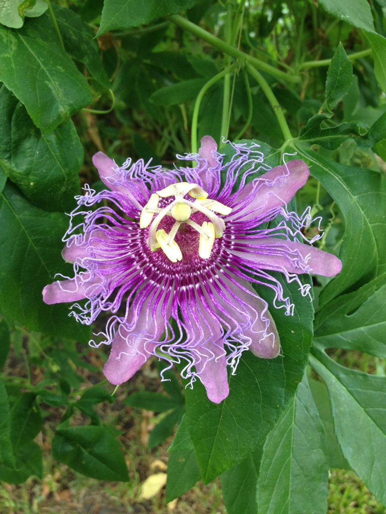 common passion flower