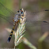 Blue Dasher dragonfly (female)