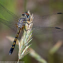 Blue Dasher dragonfly (female)