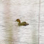 Little Grebe