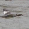 Common Merganser (female)