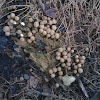 Puff-ball Fungi