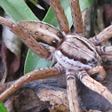 Nursery Web Spider (female)