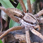 Nursery Web Spider (female)