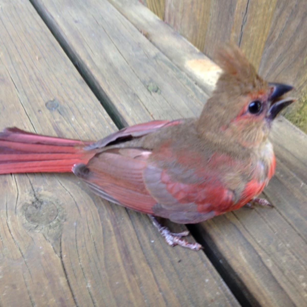Northern Cardinal (male juvenile)