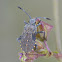 Leaf-footed Bug nymph