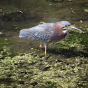 Green Heron