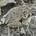 Southern Leopard Frog