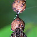 Bolas spider