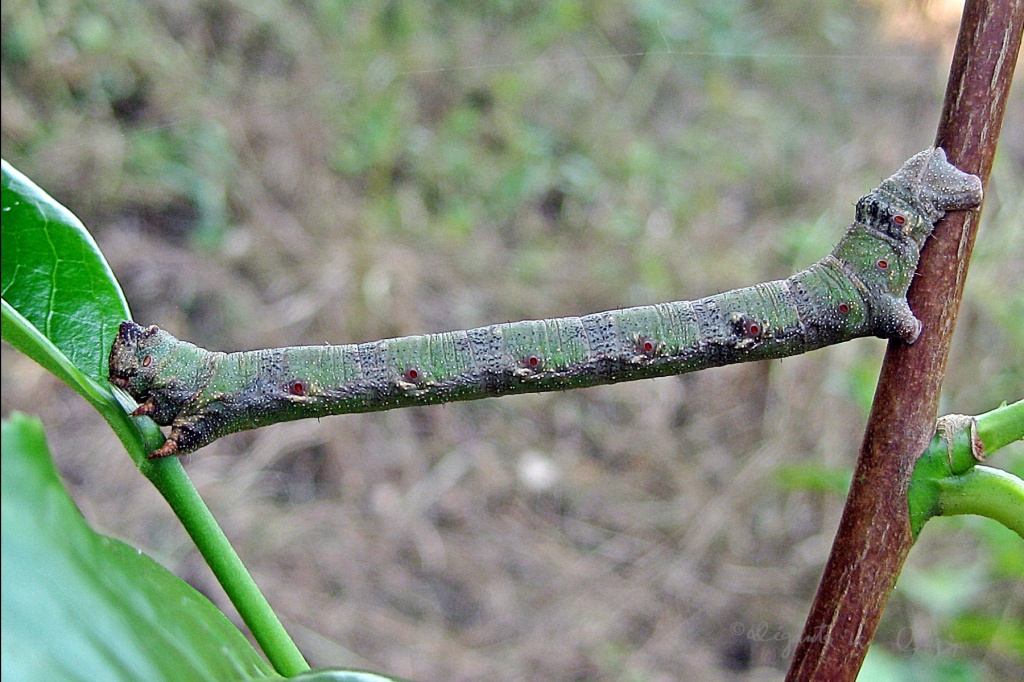 Looper Caterpillar~