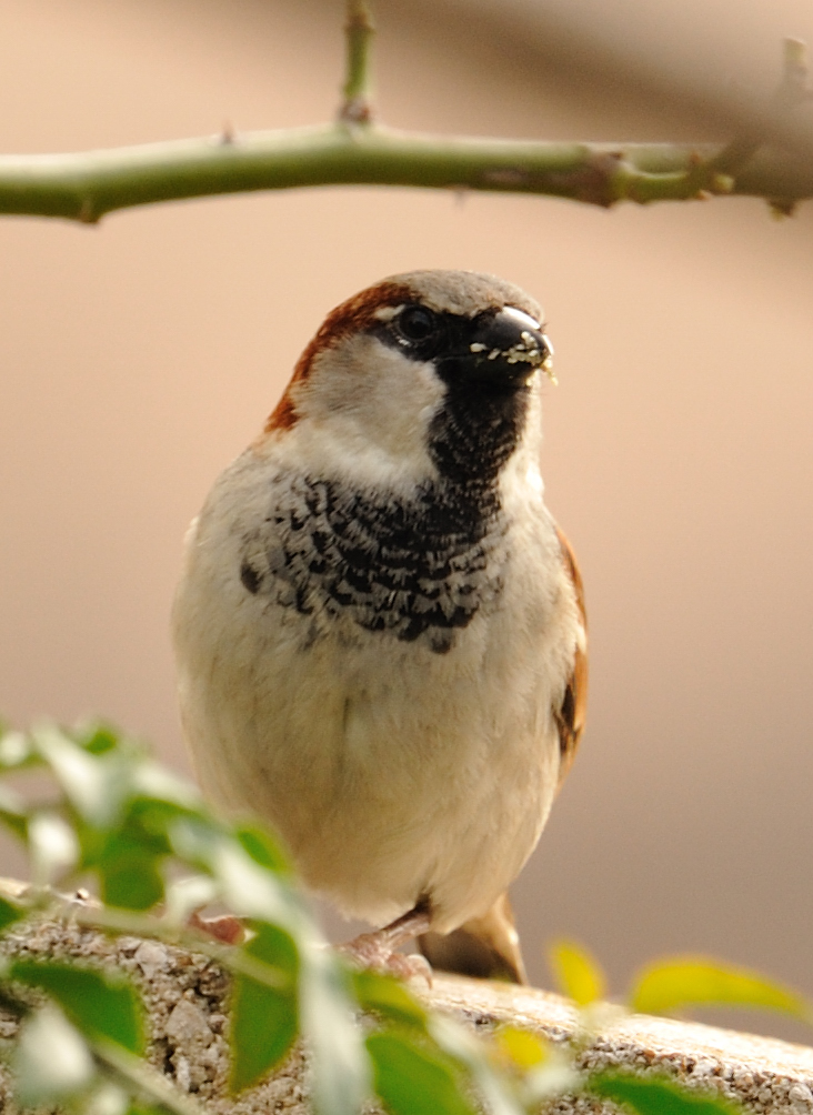 house sparrow (male)