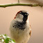 house sparrow (male)