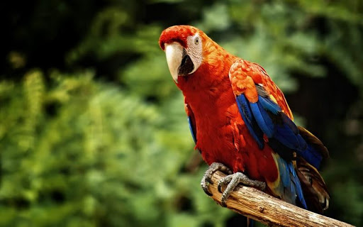 【免費個人化App】Macaw Bird HD Wallpaper-APP點子