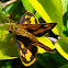 skipper butterflies