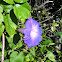 Blue Dawn Flower