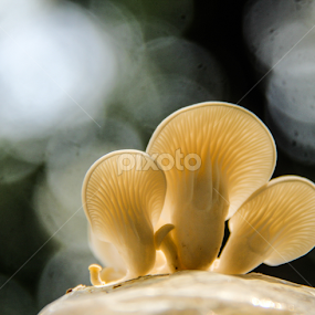 The Three Musketeers_III by Shadat Hossain - Nature Up Close Mushrooms & Fungi
