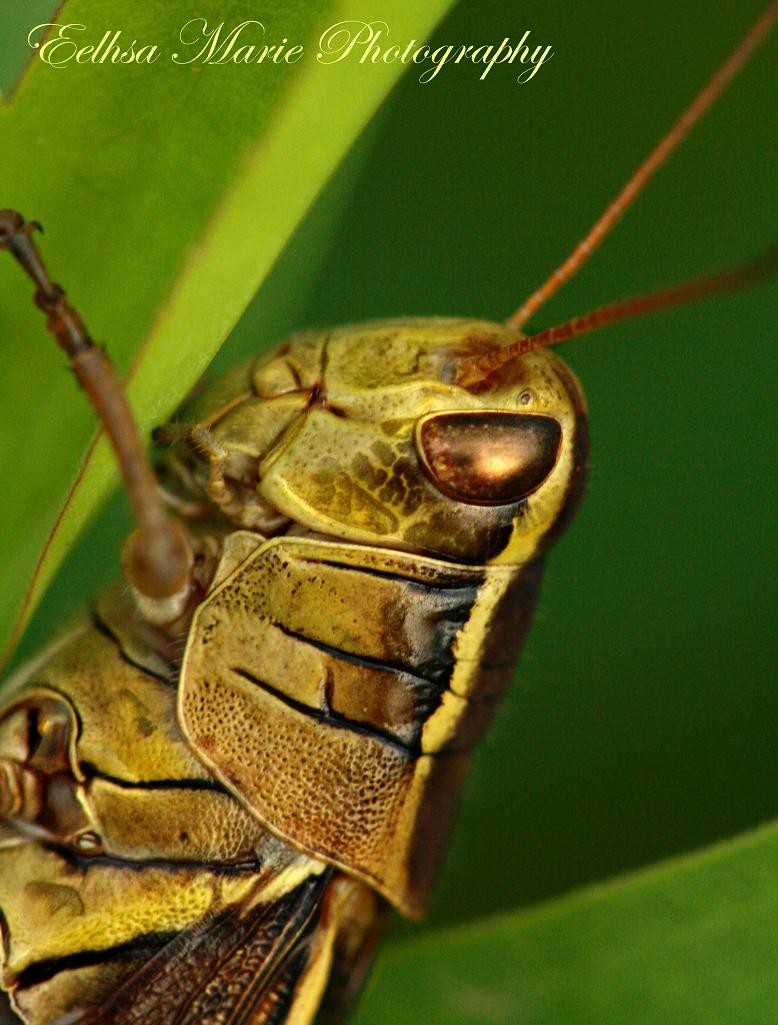 Two-Striped Grasshopper