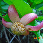 Large flowered uvaria