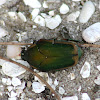 Green June Bug