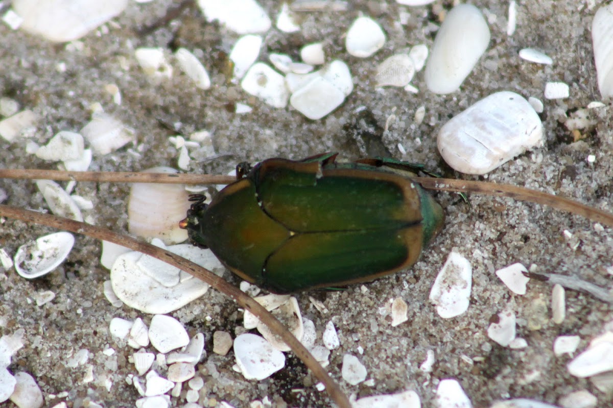Green June Bug