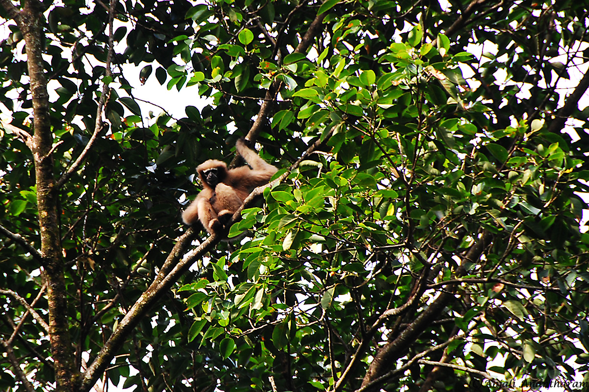 Hoolock Gibbon (Female)