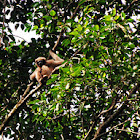 Hoolock Gibbon (Female)