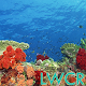 underwater coral reef lwp APK