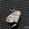 Shagreened Slug Moth