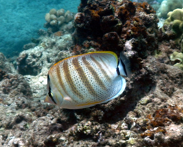 Multiband Butterflyfish | Project Noah