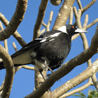Australian Magpie (young male)