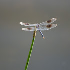 Four-spotted Pennant