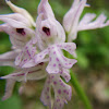 Three-toothed orchid, trozubi kaćun