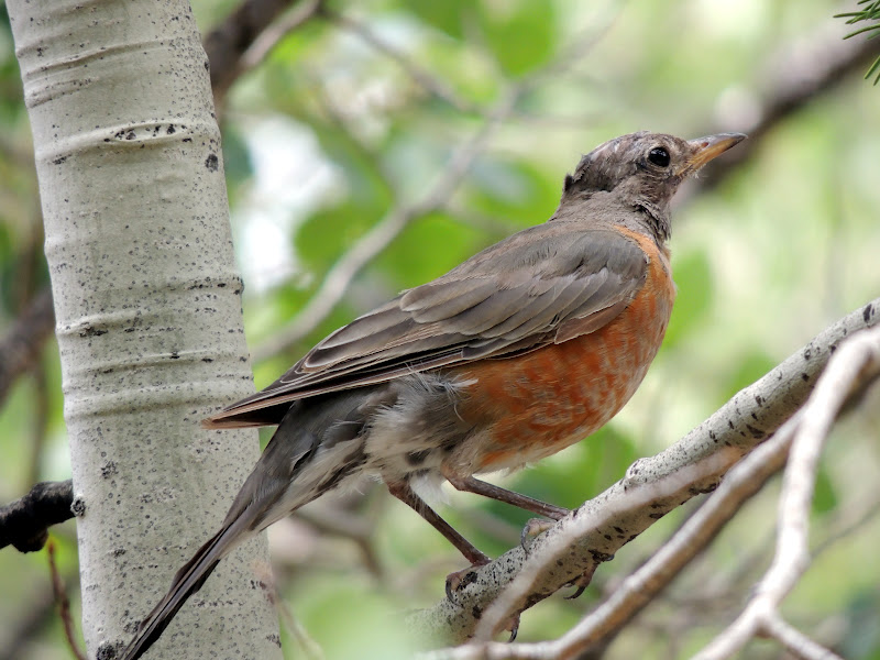 American Robin