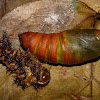 Larva to Pupa (Part 3)