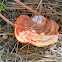 Ganoderma spp.