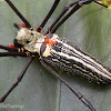 Giant Wood Spider - Male & Female