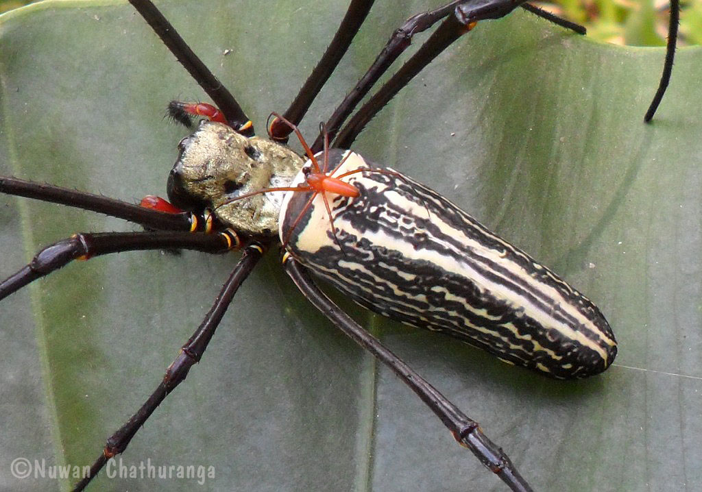 Giant Wood Spider - Male & Female